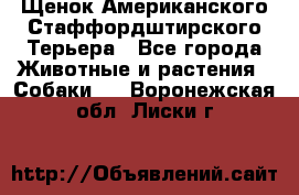 Щенок Американского Стаффордштирского Терьера - Все города Животные и растения » Собаки   . Воронежская обл.,Лиски г.